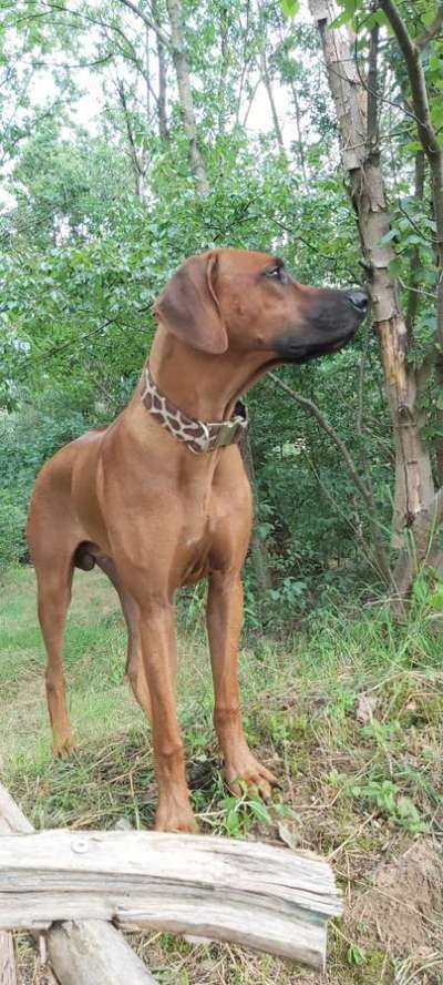 Rhodesian Ridgeback-Beitrag-Bild