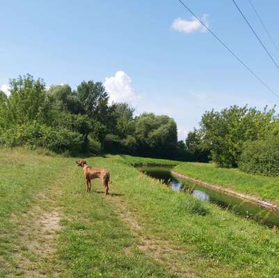 Rhodesian Ridgeback-Beitrag-Bild