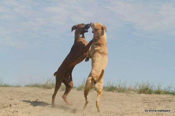 Rhodesian Ridgeback-Beitrag-Bild