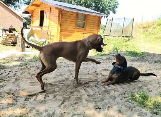 Bester Freund, Hundekumpel - zeigt her!-Beitrag-Bild