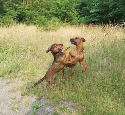 Rhodesian Ridgeback-Beitrag-Bild