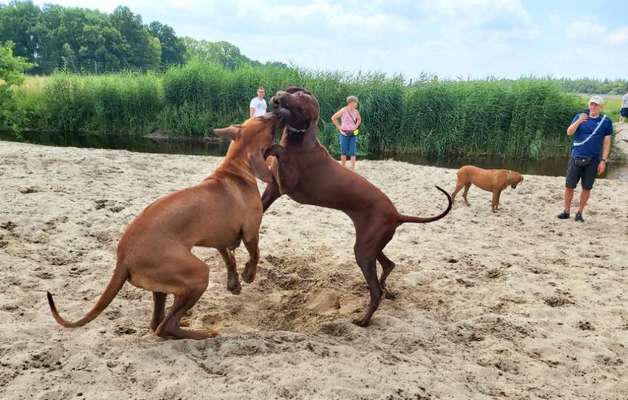 Rhodesian Ridgeback-Beitrag-Bild