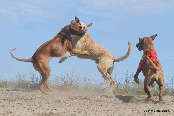 Rhodesian Ridgeback-Beitrag-Bild