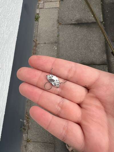 Giftköder-⚠️ Vorsicht! Möglicher Köder gefunden-Bild