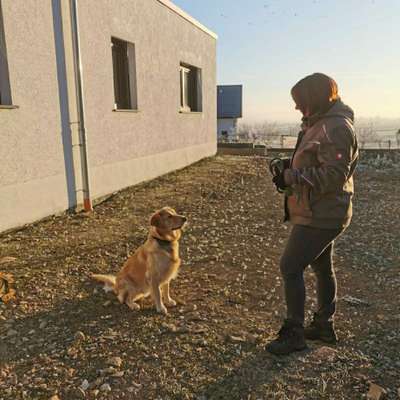 Hundetreffen-Gassi gehen-Profilbild