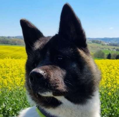 American Akita-Beitrag-Bild