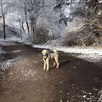 Hundetreffen-Gemeinsames Spazieren-Bild