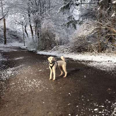 Hundetreffen-Gemeinsames Spazieren und Spielen-Bild