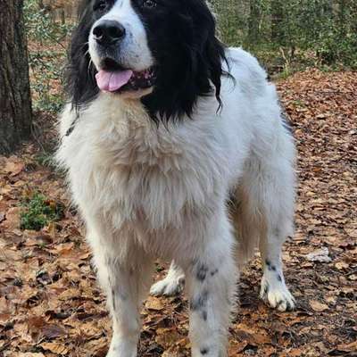 Hundetreffen-Gassirunde-Bild