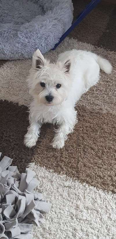 Dogorama Photo Challenge - Hundeblick zum hinschmelzen-Beitrag-Bild