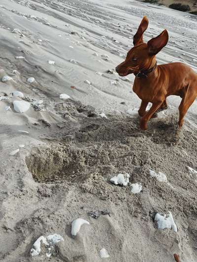 Magyar Vizsla-Beitrag-Bild