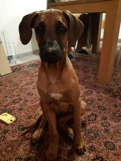 Rhodesian Ridgeback-Beitrag-Bild