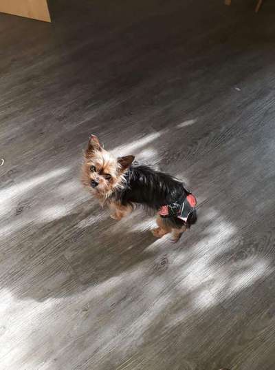 Unsere Fellnasen im Regenbogenland-Beitrag-Bild