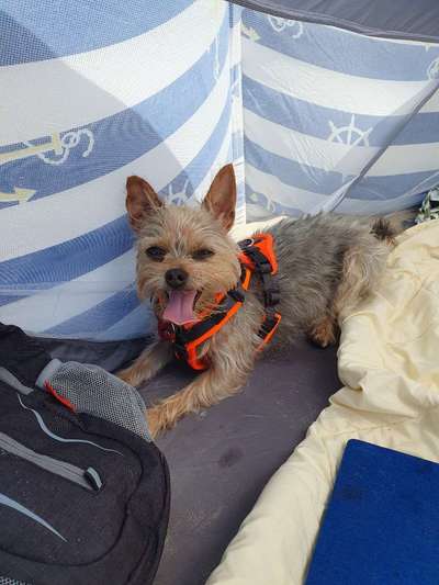 Wie kamst du zu deinem Hund?-Beitrag-Bild