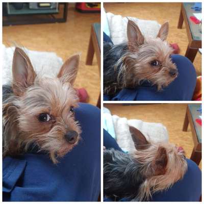 Tierschutz - Auslandstierschutz oder örtliches Tierheim?-Beitrag-Bild