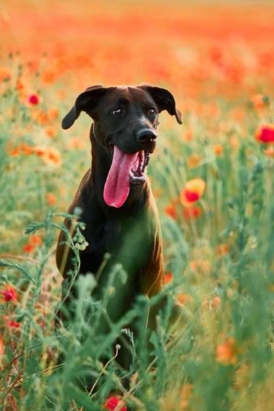 Die Dogorama Monats Challenge "Es grünt und blüht"-Beitrag-Bild