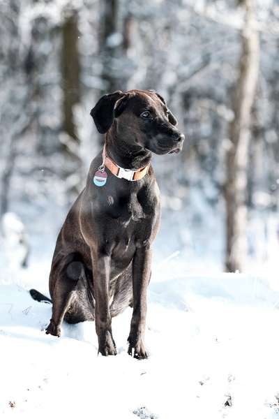 Die Dogorama Kalender Challenge Teil 2/4-Beitrag-Bild