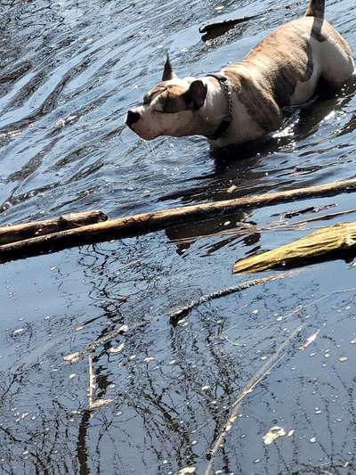 Dogorama-Monats-Challenge-Mai "Wasser"-Beitrag-Bild