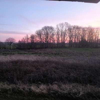 Hundeschulen-HUNDESCHULE WAIDSICHT-Bild