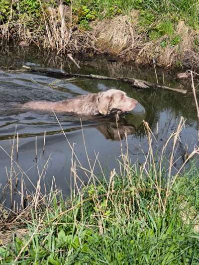 Giftköder-Hundetraining & Verhaltensberatung-Bild