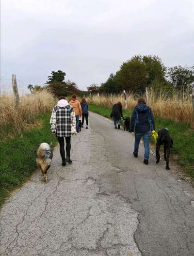 Hundetreffen-Trainings Spaziergang-Bild