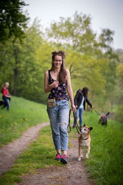 Hundetreffen-Social Walk - Übungsspaziergang-Bild