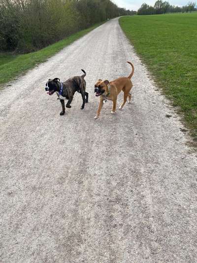 Hundetreffen-Gassirunde-Bild