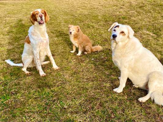Auslandstierschutz-Beitrag-Bild