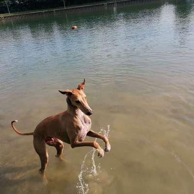 %{de_profession_title}-Gassiservice für besondere Hunde-Bild