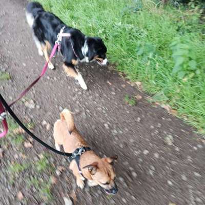 Giftköder-Dogwalk-Bild