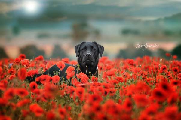 Fotochallange 63: "Dein blühendes Hündchen"-Beitrag-Bild