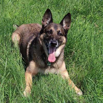 Hundetreffen-Spielen und Spass haben-Bild
