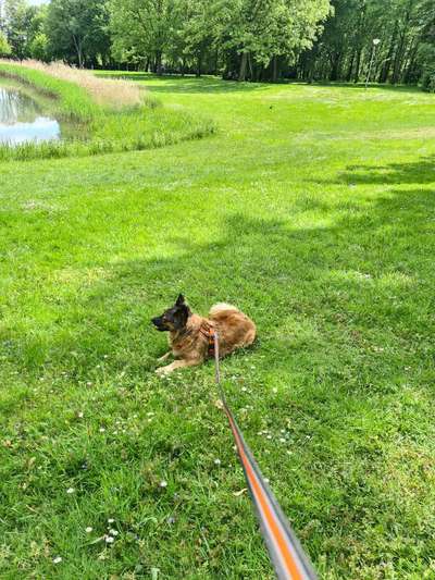 Die Dogorama Monats Challenge "Es grünt und blüht"-Beitrag-Bild