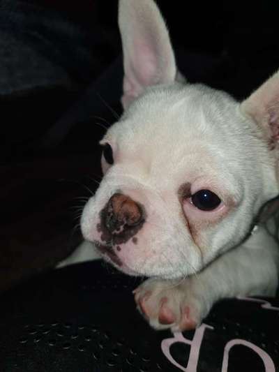 Französische Bulldoggen-Beitrag-Bild