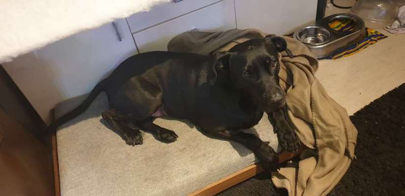 Labradorfans-Beitrag-Bild