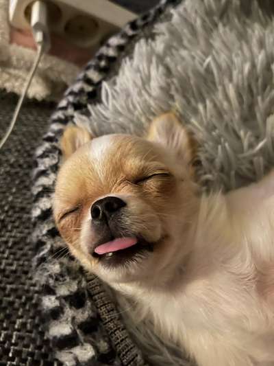 Die Dogorama Wochen Challenge-Beitrag-Bild