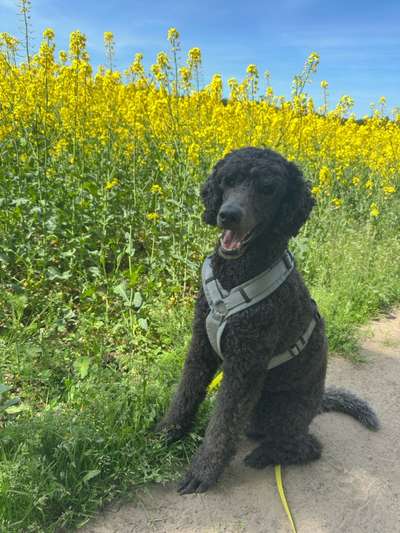 Hundetreffen-Spaß-Bild