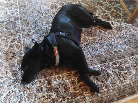 Dogorama Photo Challenge - Durchblick-Beitrag-Bild