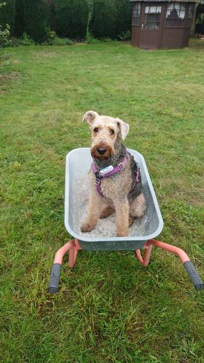 Gibt es noch andere Airedales?:)-Beitrag-Bild
