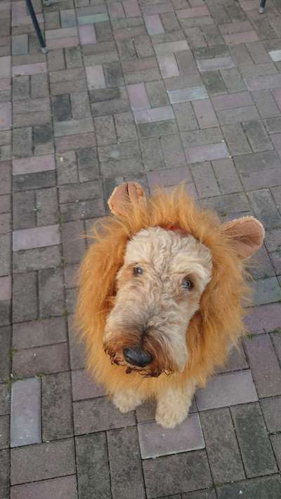 Gibt es noch andere Airedales?:)-Beitrag-Bild