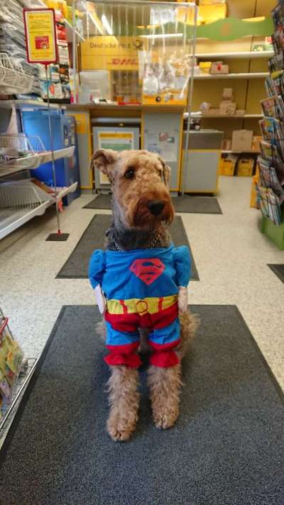 Airedale Terrier-Beitrag-Bild