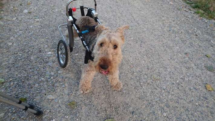 Hunde mit Behinderung-Beitrag-Bild