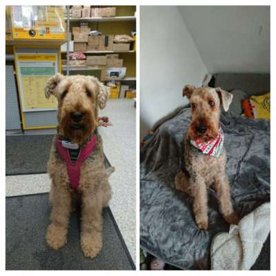 Airedale Terrier-Beitrag-Bild
