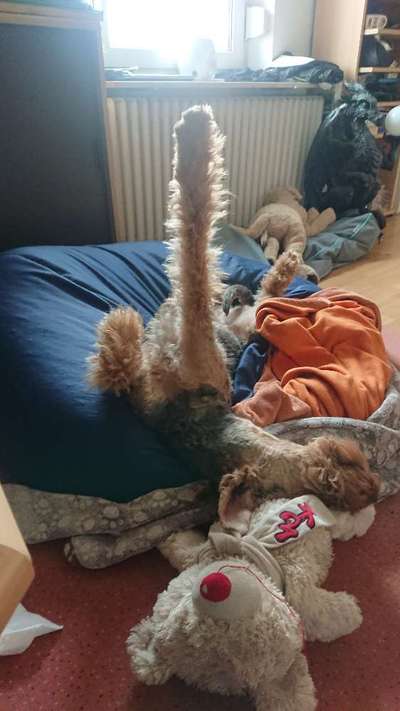 Challenge Nr 14
Eure Fellnasen auf ihrem Lieblingsplatz-Beitrag-Bild