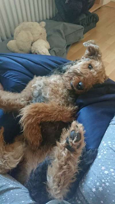 Airedale Terrier-Beitrag-Bild