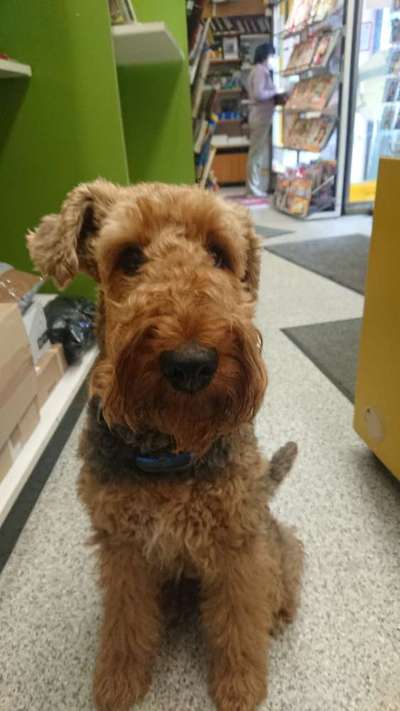 Suche Jagdterrier halter-Beitrag-Bild