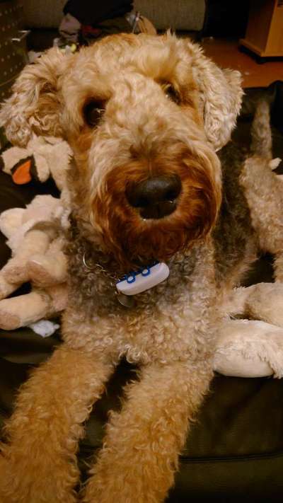 Gibt es noch andere Airedales?:)-Beitrag-Bild