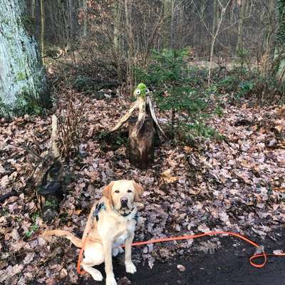 Hundetreffen-Gemeinsamer Waldspaziergang im Ravensberg-Bild