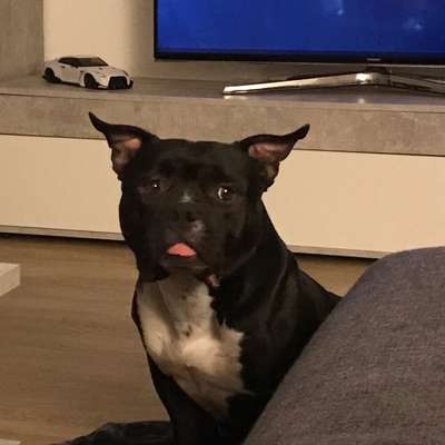 Hundetreffen-Kennenlernen für Hund und Mensch 🐶-Bild