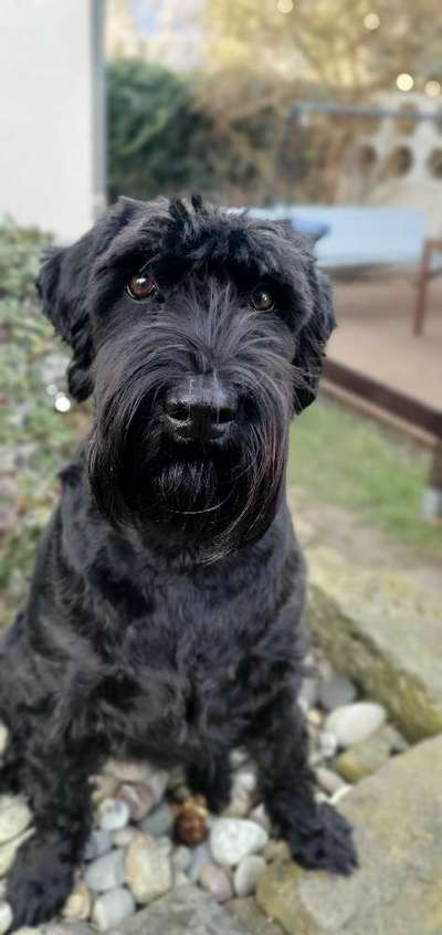 Schnauzer-Beitrag-Bild